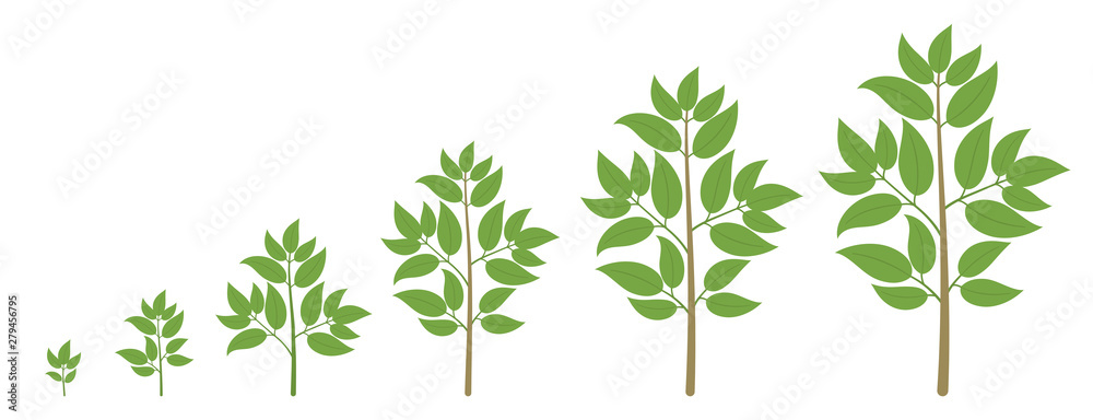 Tree growth stages. Ripening period progression. Tree life cycle animation plant seedling phases.