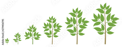 Tree growth stages. Ripening period progression. Tree life cycle animation plant seedling phases.