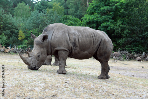 Rhinoceros walk scene. Rhino portrait. Rhinoceros rhino. Rhinoceros rhino portrait Muddy rhinoceros male  standing  starring out into the field.