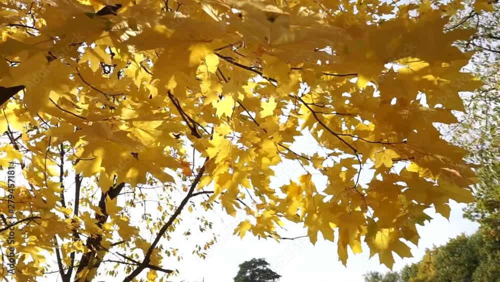 Sun shines through yellow leaves in autumn close-up. Yellow leaf on branch on background of blurred yellow leaves and blue sky close-up. Autumn Leaves swinging on tree. Sunny warm autumn concept. Sun shines through yellow leaves in autumn close-up. Yellow leaf on branch on background of blurred yellow leaves and blue sky close-up. Autumn Leaves swinging on tree. Sunny warm autumn concept.