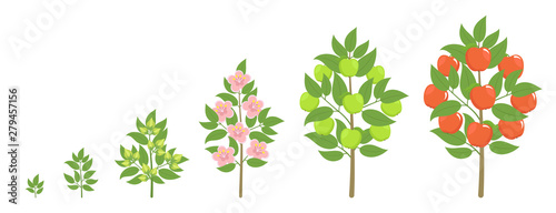 Apple tree growth stages. Ripening period progression. Fruit tree life cycle animation plant seedling. Apple increase phases.