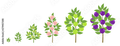 Blue Plum tree growth stages. Ripening period progression. Damsons fruit tree life cycle animation plant seedling. Prunus increase phases.