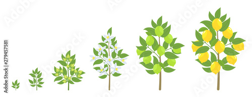 Lemon tree growth stages. Ripening period progression. Fruit tree life cycle animation plant seedling. Lemon increase phases. Citrus limon.