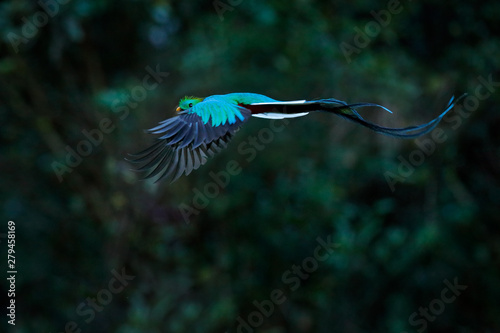 Flying Resplendent Quetzal, Pharomachrus mocinno, Costa Rica, with green forest in background. Magnificent sacred green and red bird. Action fly moment with Quetzal, beautiful exotic tropic bird. photo