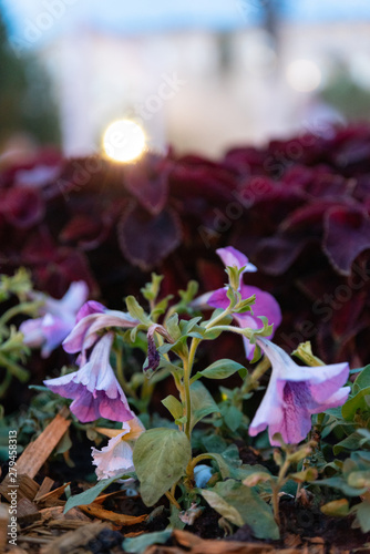 nature purple flowers