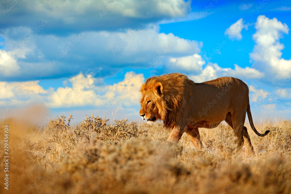 Lion walk. Portrait of African lion, Panthera leo, detail of big animals, Etocha NP, Namibia, Africa. Cats in dry nature habitat, hot sunny day in desert. Wildlife scene from nature. African blue sky.