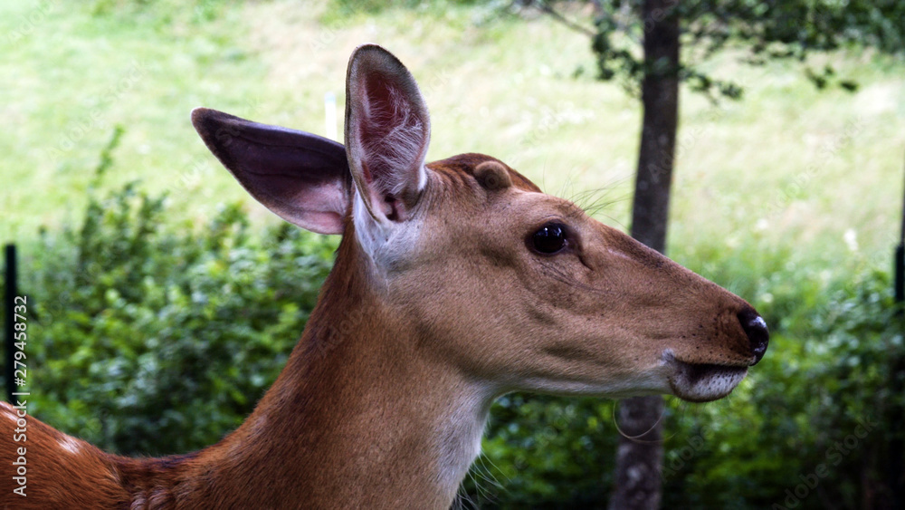Roe deers on the meadow. Zoo, wild animals and mammal concept. Big deer family outdoor eating grass. Herbivore lifestyle. Roe deers on the meadow. Zoo, wild animals and mammal concept. Big deer family outdoor eating grass. Herbivore lifestyle.