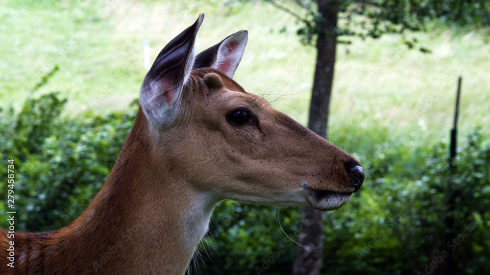Roe deers on the meadow. Zoo, wild animals and mammal concept. Big deer family outdoor eating grass. Herbivore lifestyle. Roe deers on the meadow. Zoo, wild animals and mammal concept. Big deer family outdoor eating grass. Herbivore lifestyle.