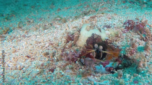 Mantis Shrimp Or Hermit Crab Or Cleaner Shrimp Macro Close Up Looking Out Of Coral Sand Hole Underwater On Phillipines Colourful Coral Reef At Dive Site In Malapascua Island Visayan Sea Asia