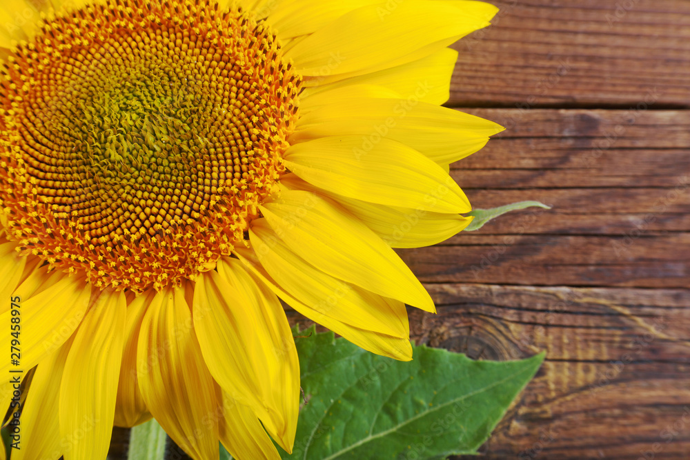 Obraz premium Closeup sunflower