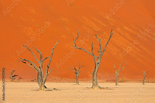 Fototapeta Naklejka Na Ścianę i Meble -  Deadvlei, orange dune with old acacia tree. African landscape from Sossusvlei, Namib desert, Namibia, Southern Africa. Red sand, biggest dun in the world. Travelling in Namibia. Sunrise, first light.