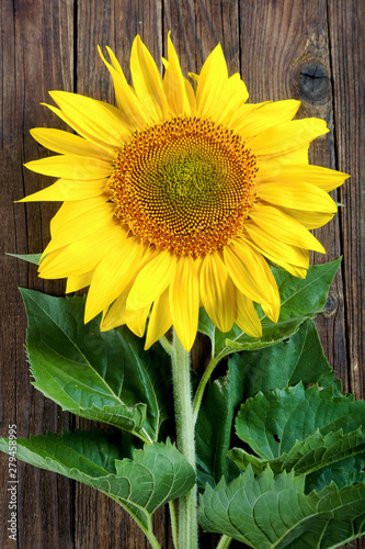 Sunflower wooden backdrop vertically