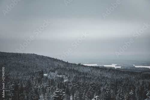 Winter landscape with forest and mist