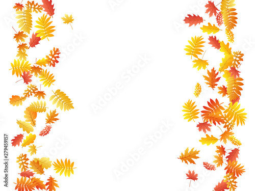 Oak, maple, wild ash rowan leaves vector, autumn foliage on white background.