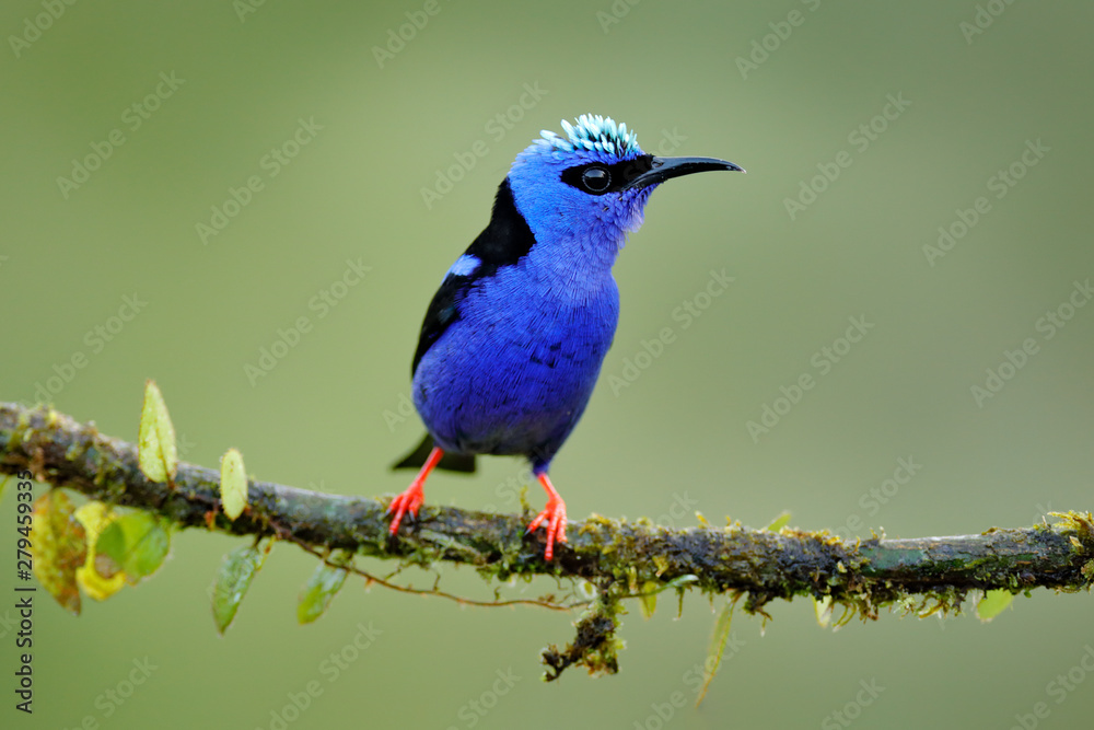 Red-legged Honeycreeper, Cyanerpes cyaneus, exotic tropical blue bird with red legs from Costa Rica. Tinny songbird in the nature habitat. Tanager birdwatching in South America.