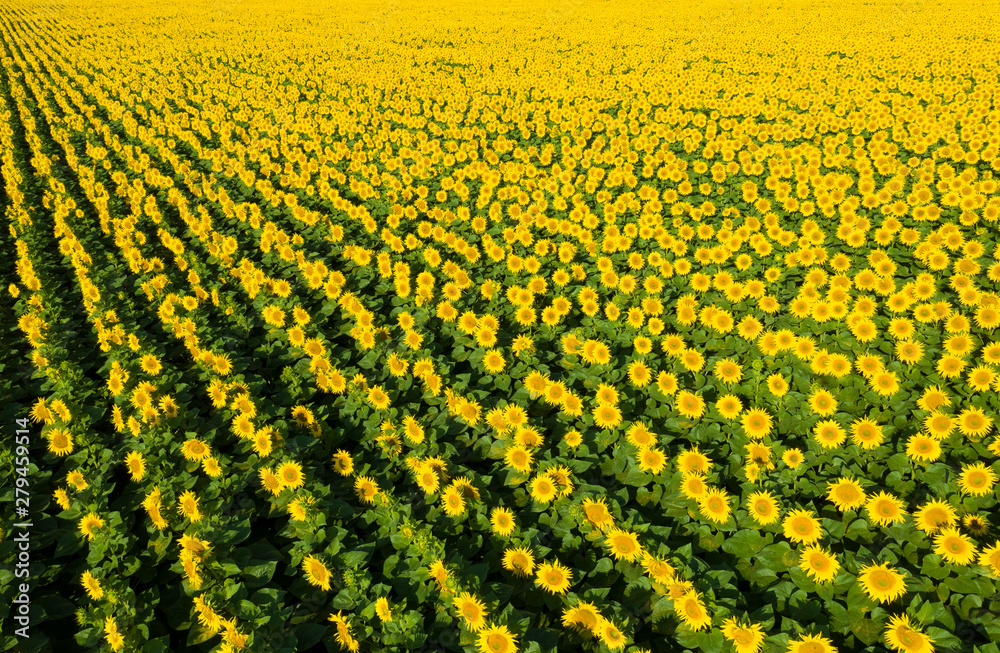 Fototapeta premium Field of sunflowers. Aerial view of agricultural fields flowering oilseed. Top view.