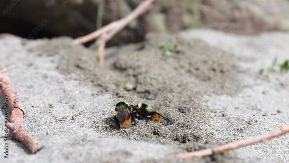 Two bumblebees work in the sand in the summer