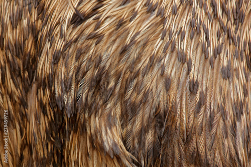 Detail plumage feathers of Common Emu, Dromaius novaehollandiae, biggest bird from Australia. Beautiful art close-up detail from bird nature. Brown feathers of emu. 