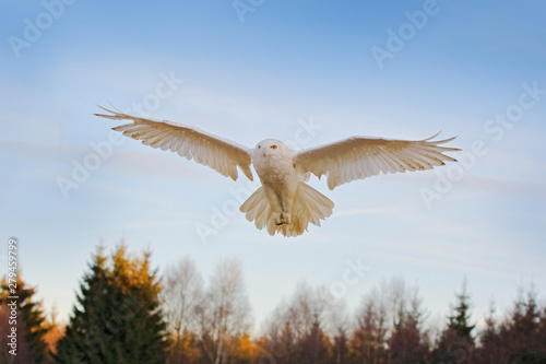 Snowy owl  Nyctea scandiaca  rare bird flying on the sky  forest meadow in the bacjground. winter action scene with open wings  Greenland. Wildlife scene from nature. Snowy owl in th Arctic.