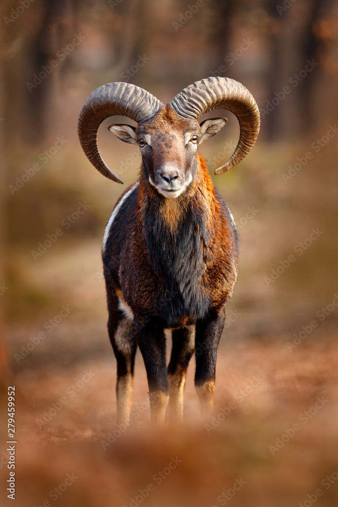 Wall murals Mouflon, Ovis orientalis, portrait of mammal with big horns,  Prague, Czech Republic. Wildlife scene form nature. Animal behavior in  forest. Muflon with big horns on the head, in the forest. -