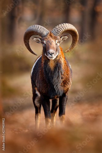 Mouflon, Ovis orientalis, portrait of mammal with big horns, Prague, Czech  Republic. Wildlife scene form nature. Animal behavior in forest. Muflon  with big horns on the head, in the forest. Stock Photo |