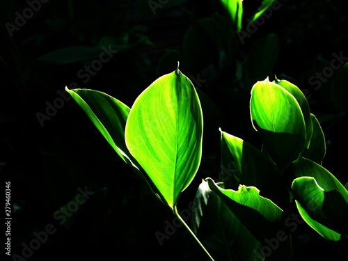 Green leaf pattern background.