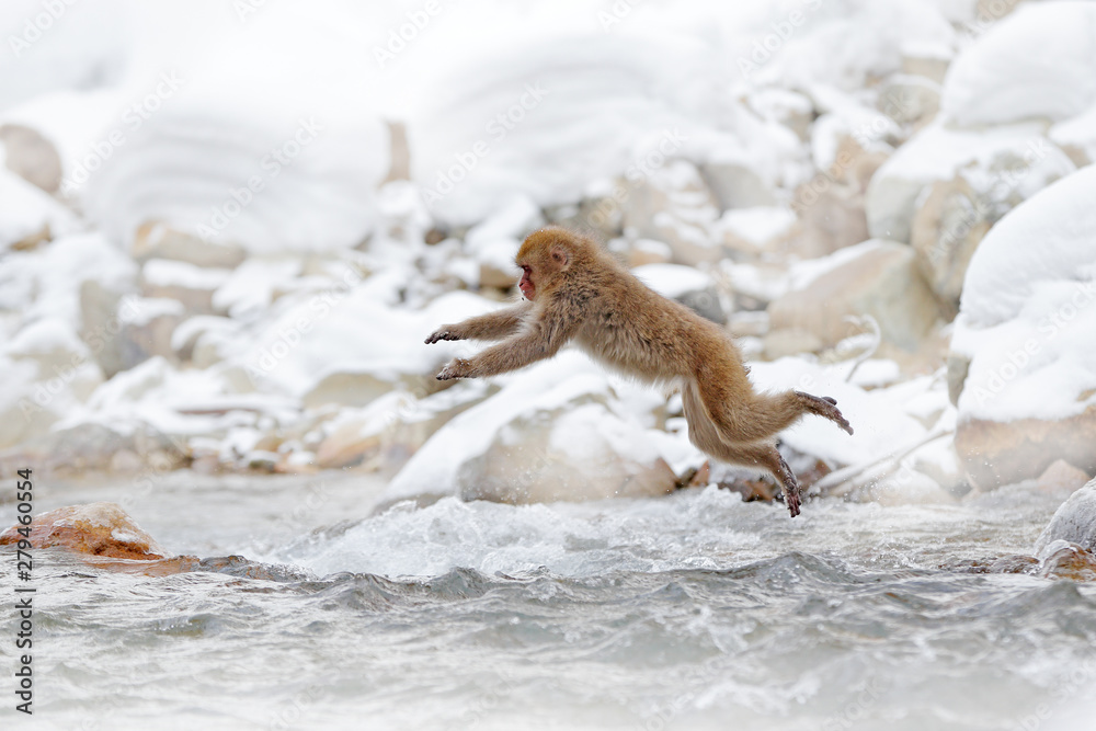 Monkey Japanese macaque, Macaca fuscata, jumping across the river, Japan. Snowy winter in Asia. Funny nature scene with monkey. Animal behaviour in cold winter. Monkey Japanese macaque, Macaca fuscata, jumping across the river, Japan. Snowy winter in Asia. Funny nature scene with monkey. Animal behaviour in cold winter.