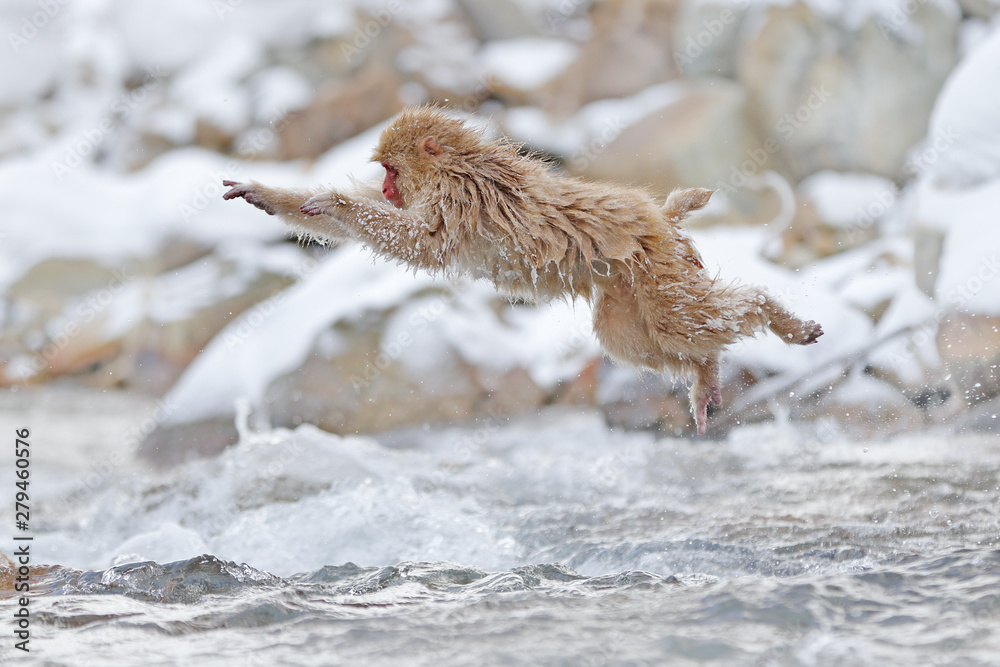 Monkey Japanese macaque, Macaca fuscata, jumping across the river, Japan. Snowy winter in Asia. Funny nature scene with monkey. Animal behaviour in cold winter. Monkey Japanese macaque, Macaca fuscata, jumping across the river, Japan. Snowy winter in Asia. Funny nature scene with monkey. Animal behaviour in cold winter.