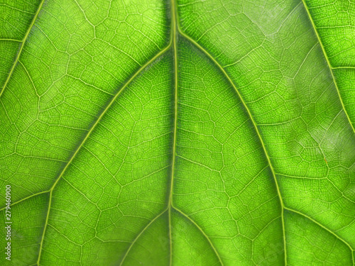 Green leaf pattern background.