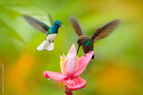 Two birds sucking nectar from pink flower. Flying blue and white hummingbird White-necked Jacobin, Florisuga mellivora, from Ecuador, clear green background. Bird with open wing. Wildlife nature.