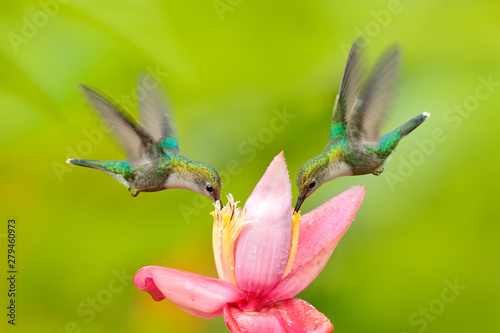 Two hummingbird from Colombia. Andean Emerald, Amazilia franciae, with pink red flower, clear green background, Colombia. Wildlife scene from nature. Hummingbird in the tropic jungle forest. photo