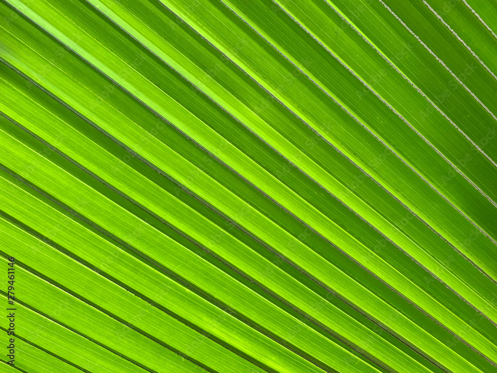 green leaves background green leaves background