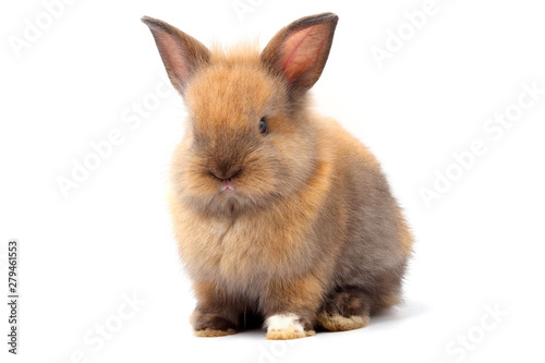 Little rabbit, cute ears, sitting on a white background