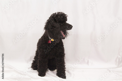 portrait of black poodle dog isolated