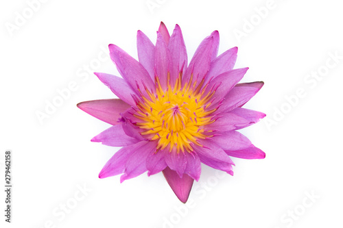 Beautiful pink waterlily or lotus flower isolated on white.