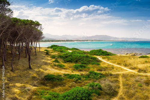 Pinetrees on Budoni beach, Sardinia, Italy, Europe. photo