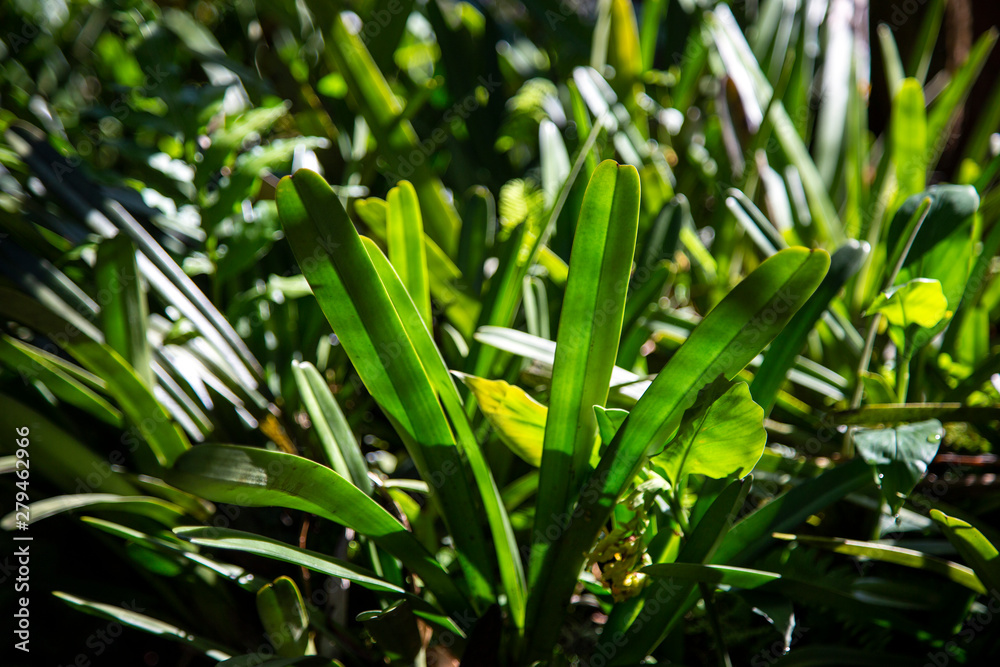 Orchid leaves pattern greenery natural background.