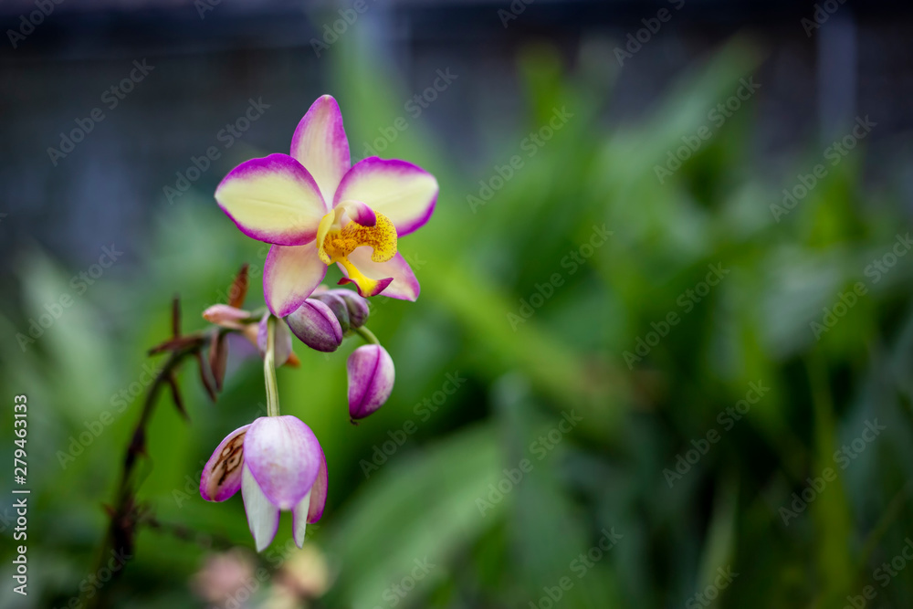 Close-up beautiful orchids flower in tropical botanic garden. Natural orchids in rain forest. Close-up beautiful orchids flower in tropical botanic garden. Natural orchids in rain forest.