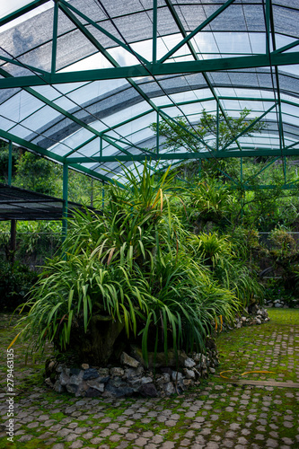 Many tropical plants in greenhouse of botanic garden. 