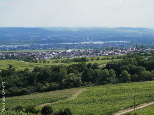 Hallgarten, Landschaft, Rheingau, Weinberge, Pflanzen, Himmel, blau, Tag, hell, Fernsicht, Horizont