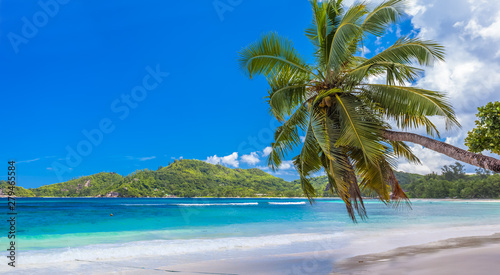palm tree on tropical beach  Seychelles  Mah   