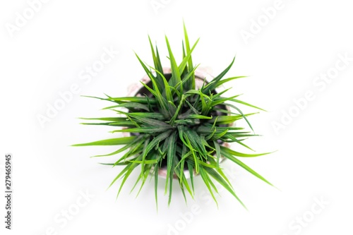 cactus plant isolated on white background