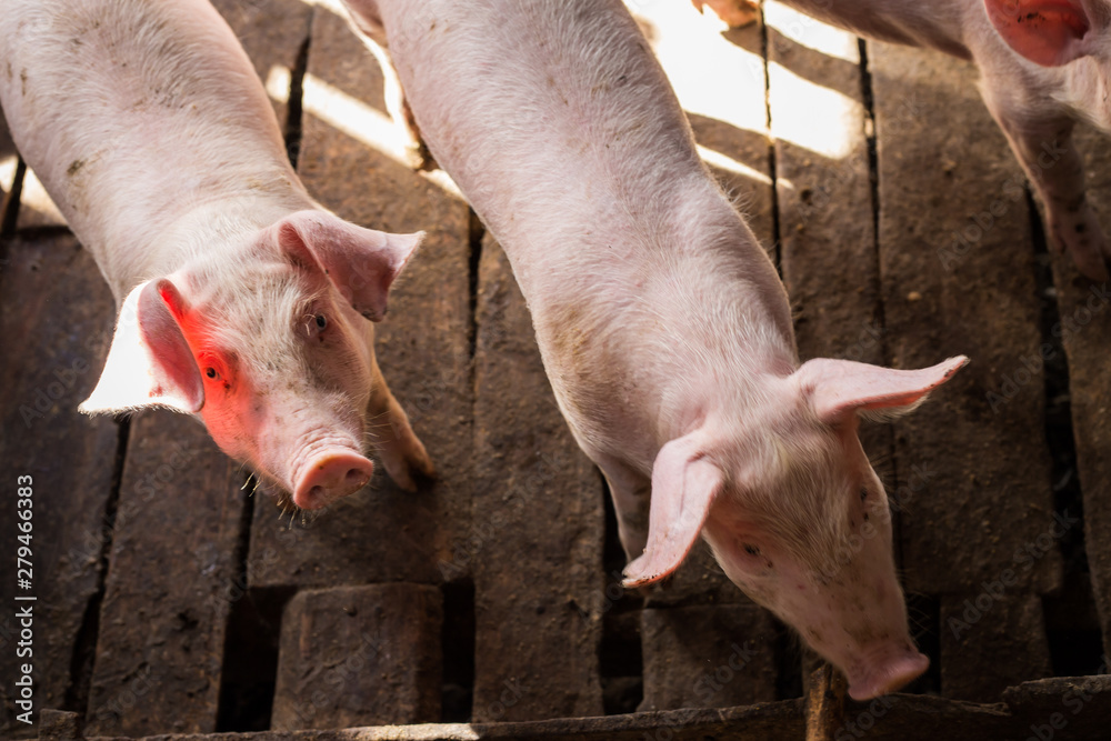 Dirty pig in rural farm agricultural industry Dirty pig in rural farm agricultural industry