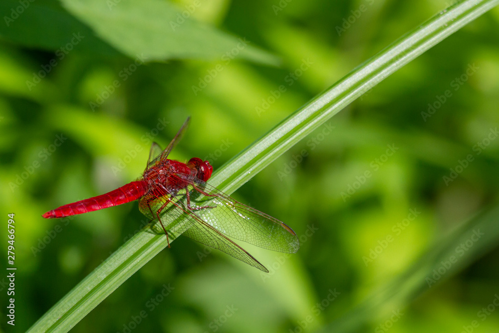 Heidelibelle (Sympetrum) sitzend auf einem grünen Blatt Heidelibelle (Sympetrum) sitzend auf einem grünen Blatt