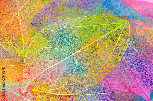 Colored leaves. Leaf texture pattern. Macro leaves background texture. Floral Design. Leaves. Rainbow colors. Transparent skeleton leaf with beautiful texture. leaf veins texture.