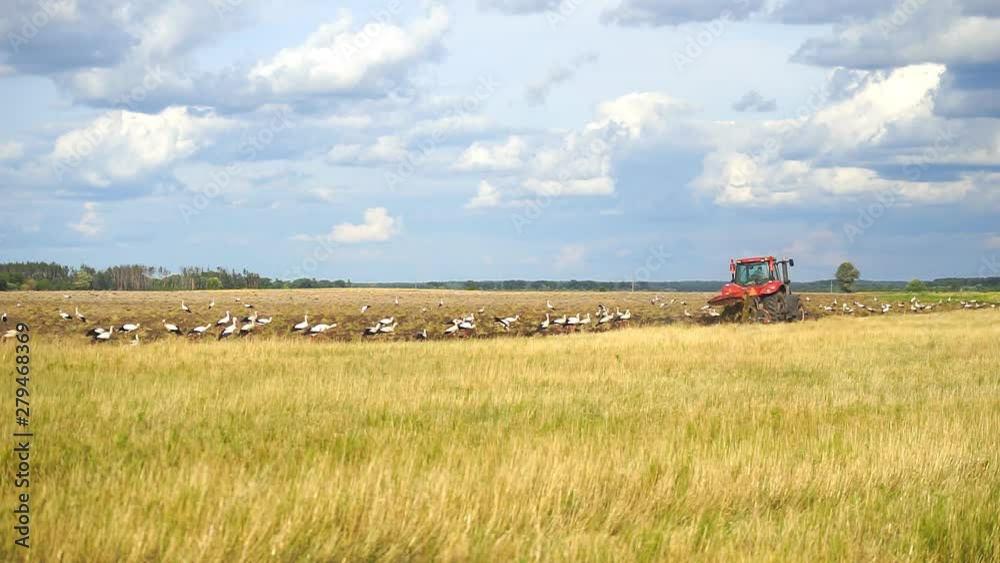 The tractor plows the land surrounded by white storks looking for food on the plowed land. Farmer in tractor preparing land in farmlands. Agriculture industry, cultivation of land The tractor plows the land surrounded by white storks looking for food on the plowed land. Farmer in tractor preparing land in farmlands. Agriculture industry, cultivation of land
