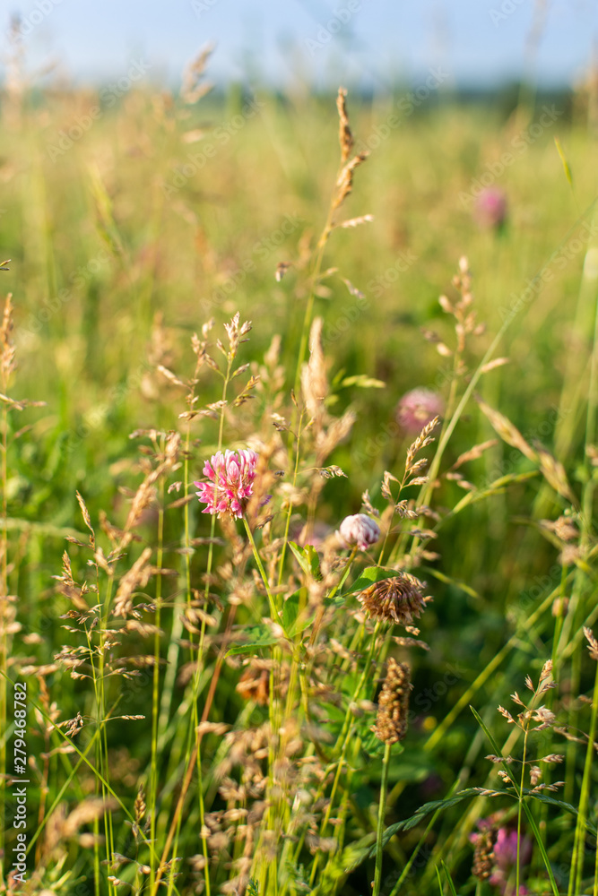 Wildflowers closeup on a meadow in a village, summer outdoor recreation