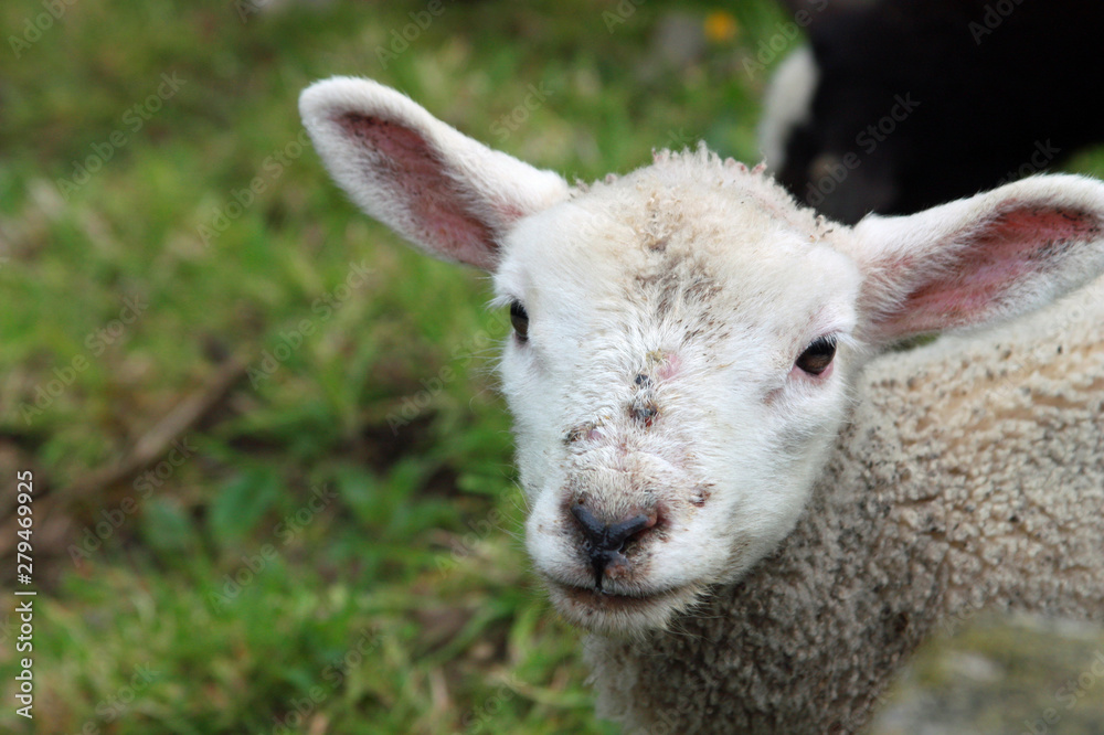 Dirty Lamb, Peak District, Derbyshire