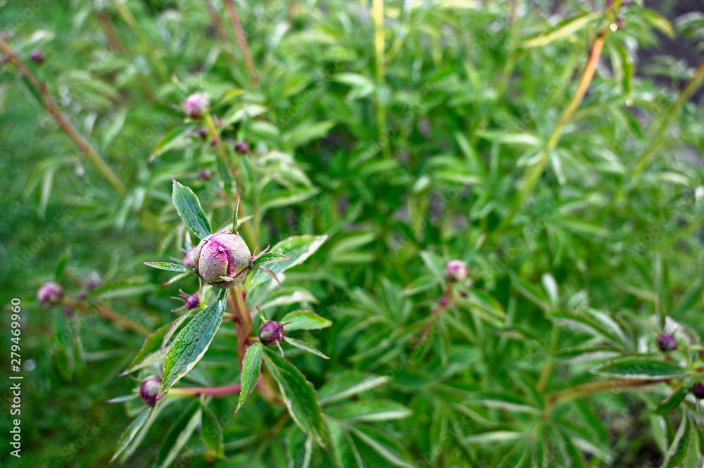 Morning dew on a bud of peony and green leaves. Morning dew on a bud of peony and green leaves.