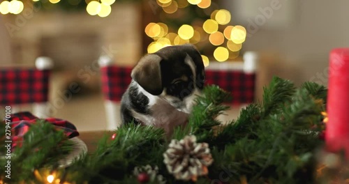 New Year puppy cutie on a christmas background